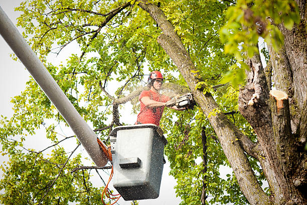 Best Professional Tree Care  in Rio Rancho, NM